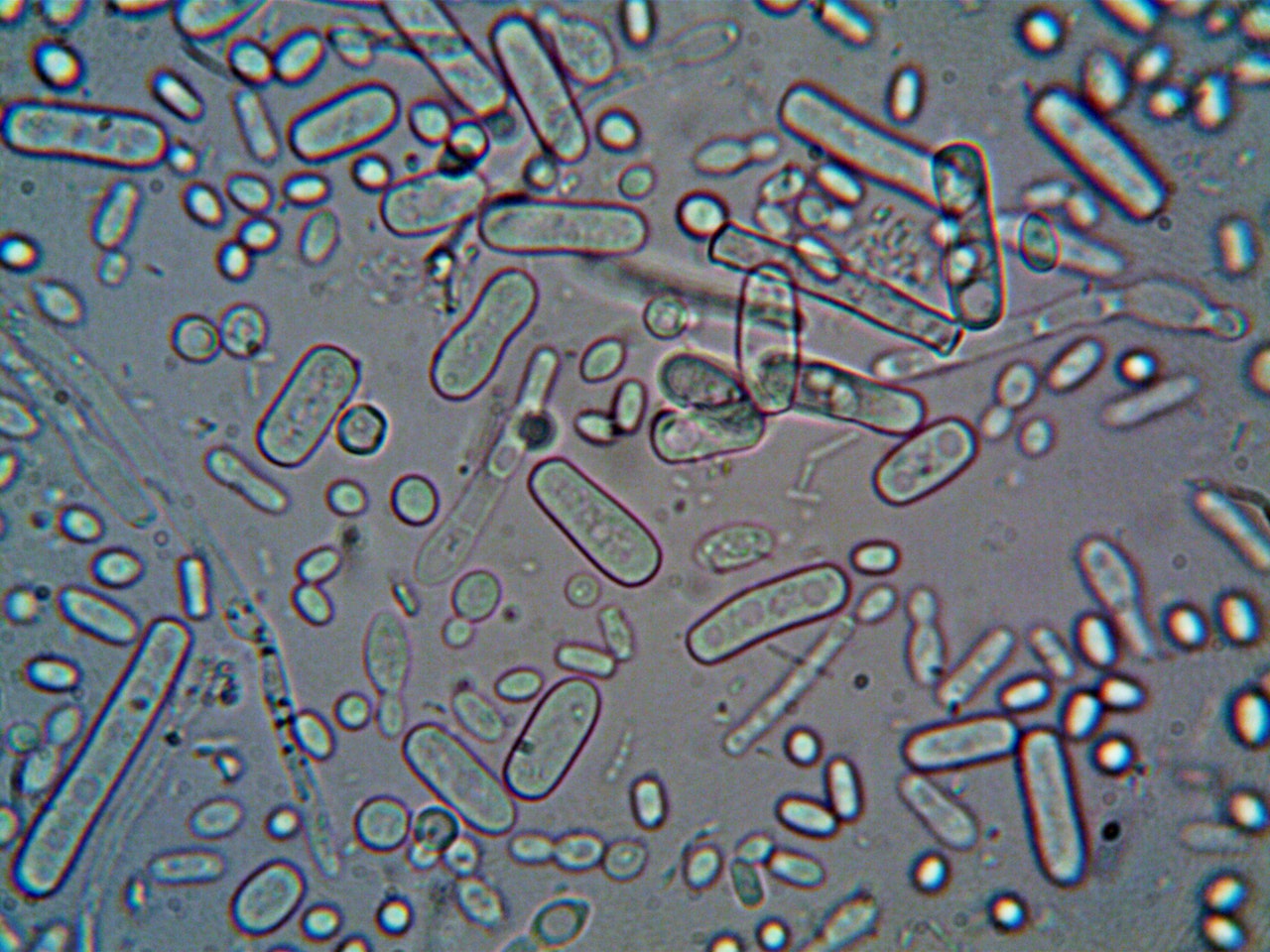 Legionella In Water