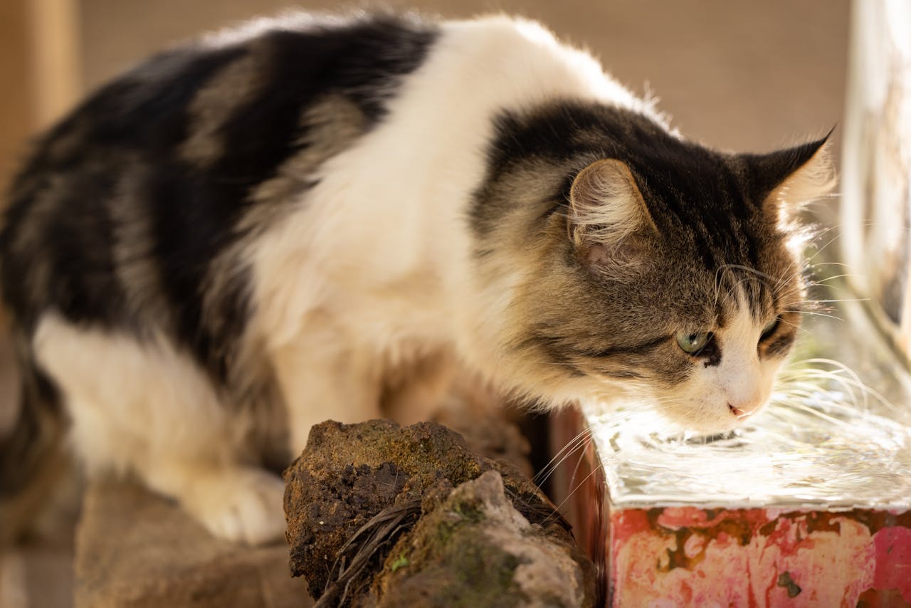 Filtered Water For Cats