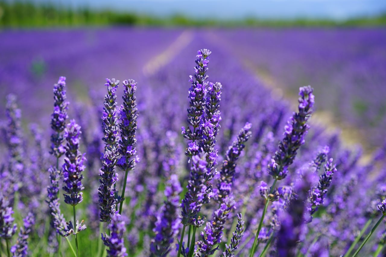 Benefits Of Lavender